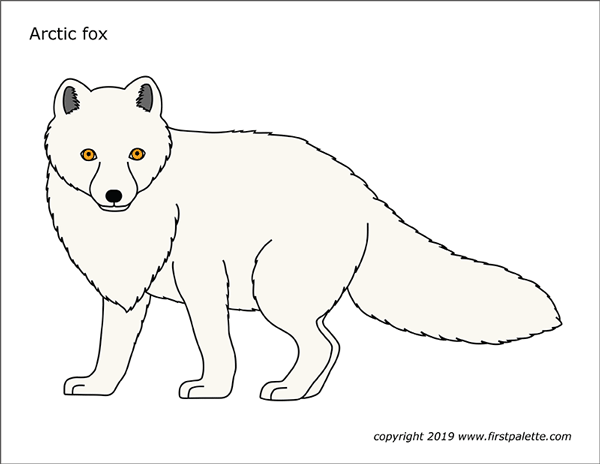 Printable Colored Arctic Fox