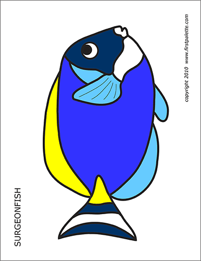 Printable Colored Powder Blue Surgeonfish