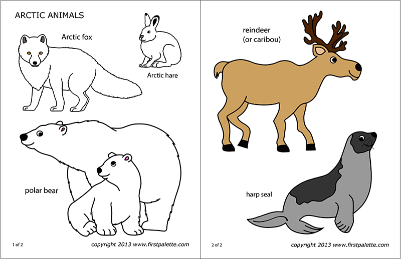 Arctic Polar Animals | Free Printable Templates & Coloring Pages