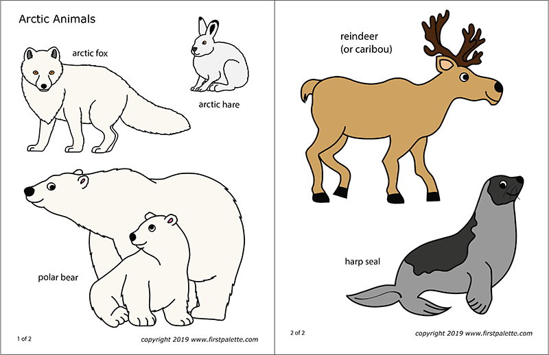 arctic polar animals  free printable templates  coloring