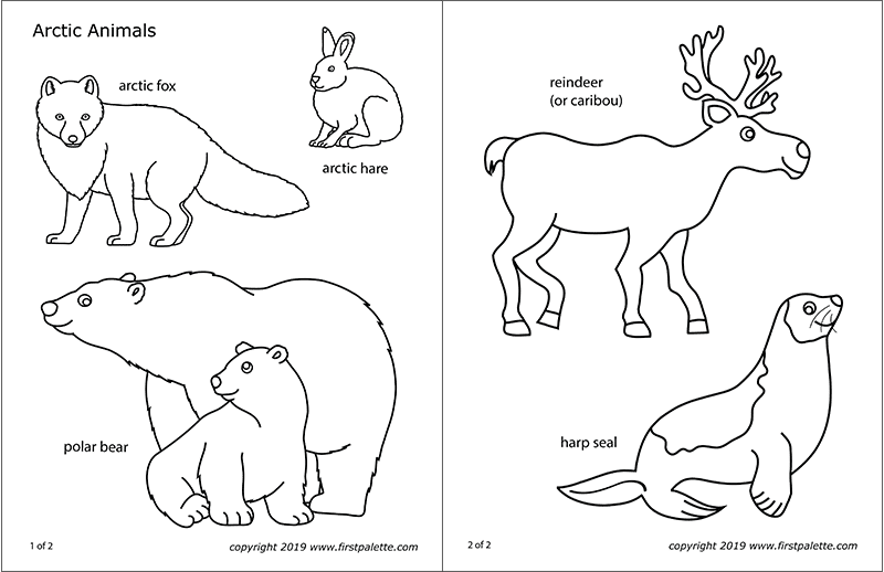 Download Arctic Polar Animals | Free Printable Templates & Coloring ...