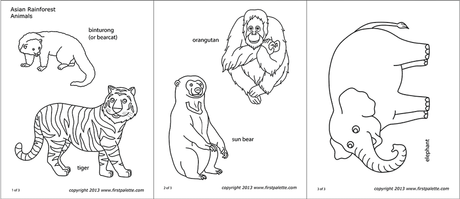 Download Asian Jungle Or Rainforest Animals Free Printable Templates Coloring Pages Firstpalette Com